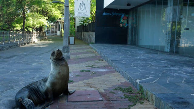 Pandemic upends life on isolated Galapagos Islands