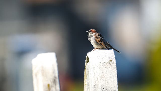 Bird-watching soars amid COVID-19 as Americans head outdoors