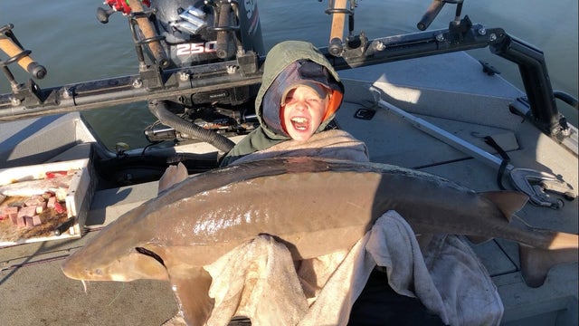 9-year-old catches 80-pound sturgeon