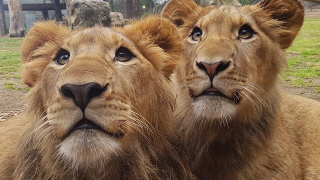 2 lions critically maul zookeeper at shut Australia zoo