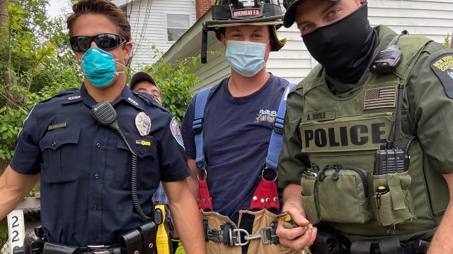 Ducklings rescued from a storm drain on Long Island