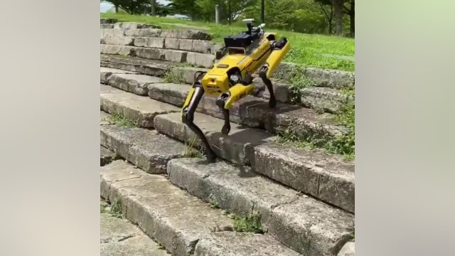 Four-legged robot patrols park to enforce social distancing