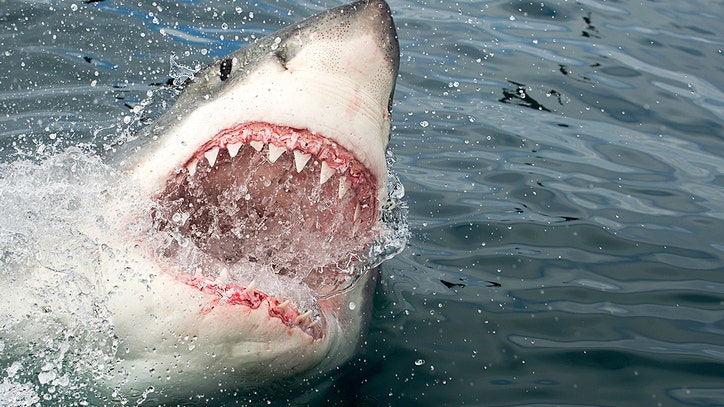 shark stroller target