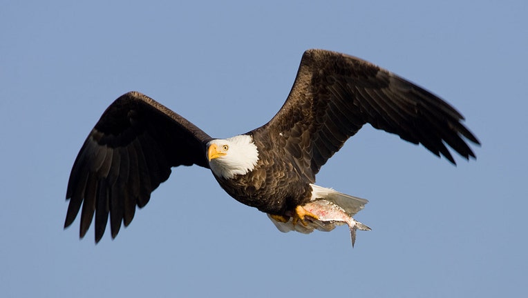 A bald eagle in the sky
