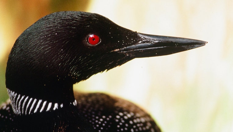 Closeup of a common loon with a red eye