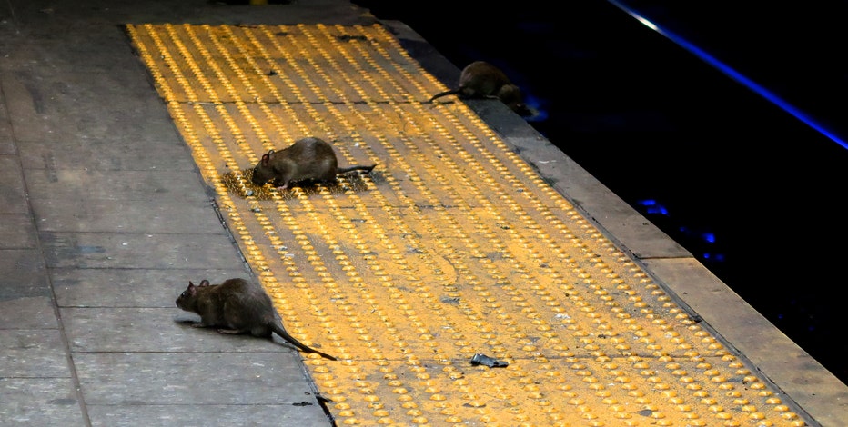 Rats growing more aggressive, even eating each other during pandemic