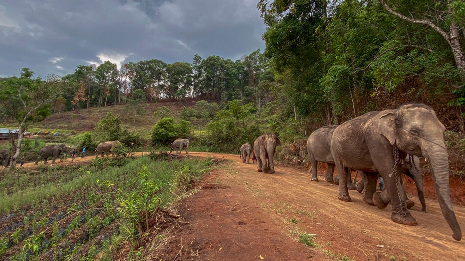 Elephants walk along a dirt road in rural Thailand