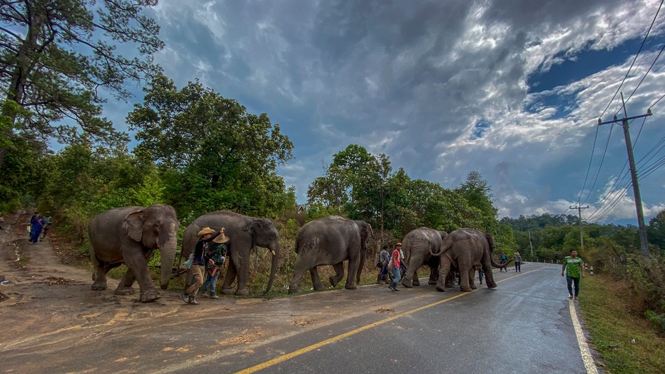Elephants and guides walk along a 2-lane paved road in Thailand