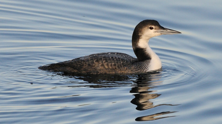 A common loon floating in water