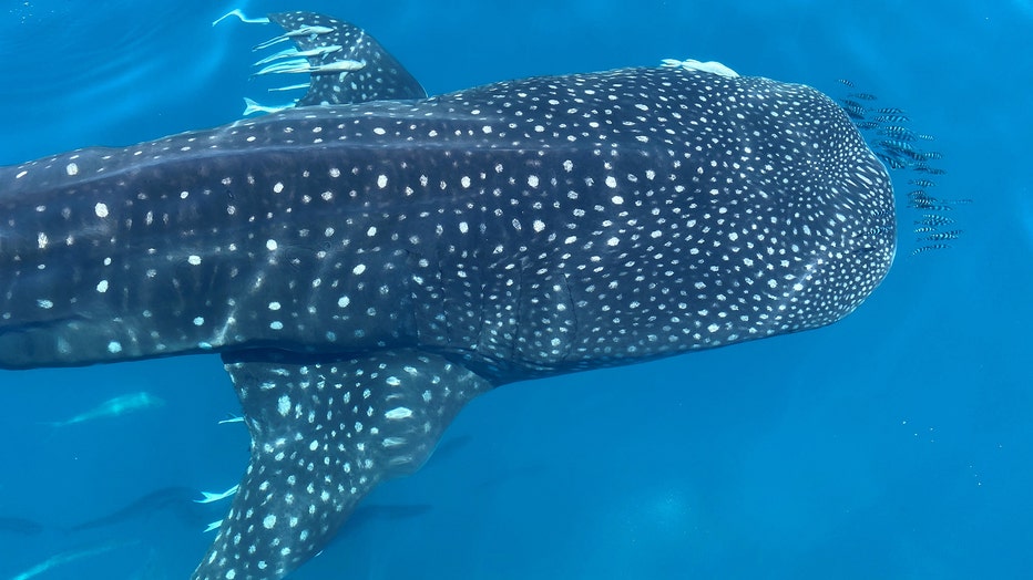 whale shark 3