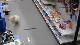 Small dog helps foil robbery at Brooklyn pharmacy