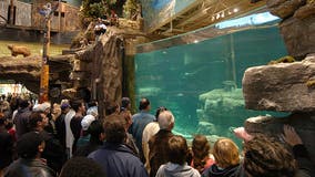 Man in viral video swims through Bass Pro Shop fish tank