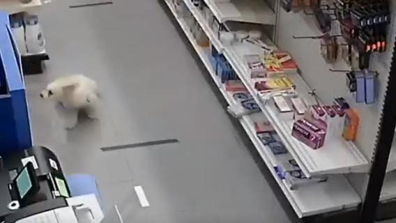 Small dog helps foil robbery at Brooklyn pharmacy