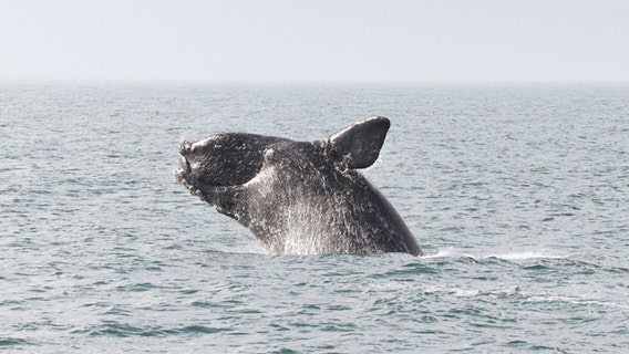 Carcass of right whale spotted off Jersey shore