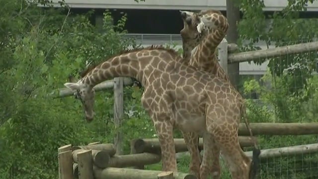 New Jersey's Turtle Back Zoo reopens with new safety rules