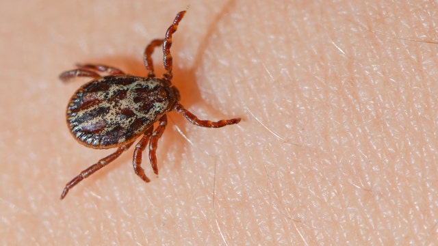 After an absence, New England's ticks are back — and hungry