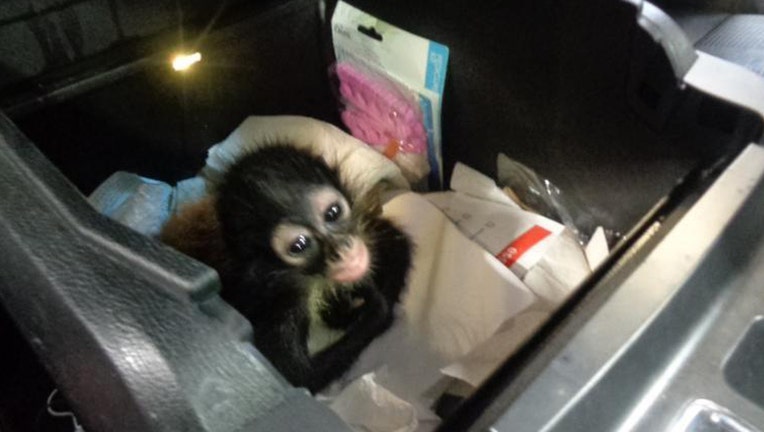 A spider monkey inside a truck