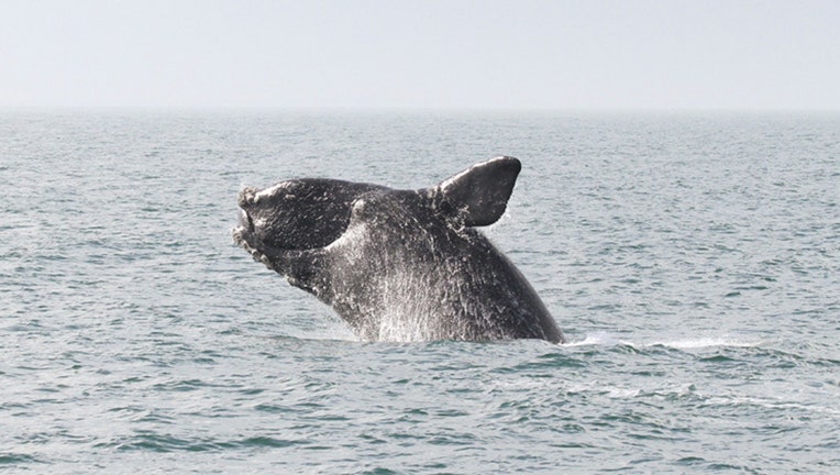 North Atlantic right whale breaches the water's surface