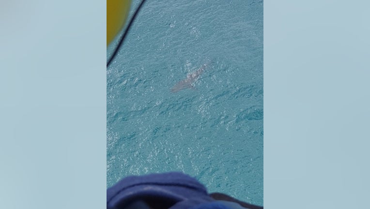 Shark attack