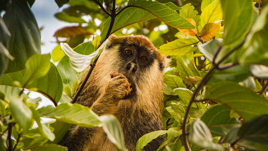 Monkey in a tree eats