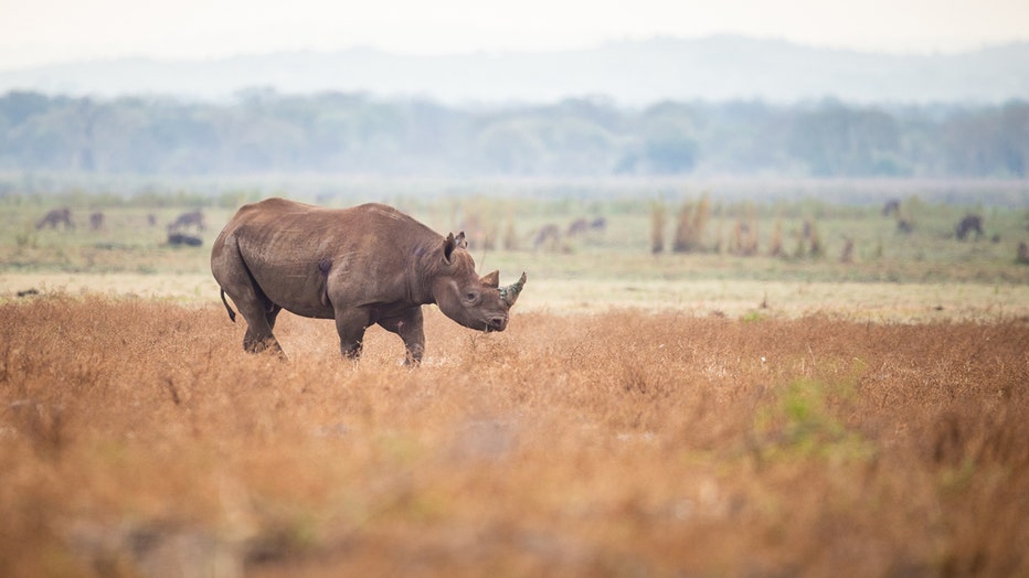 Rhino walks in the plains of a national park