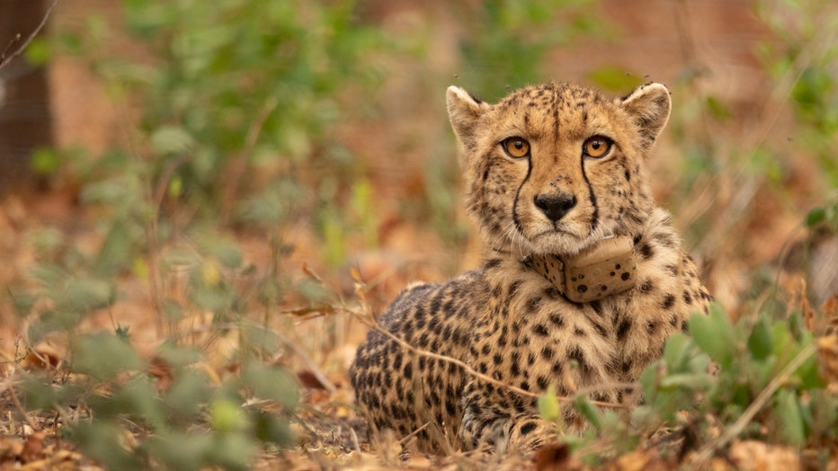 A cheetah resting on the ground in a wildlife reserve