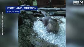 Otters chill out in a bath of ice cubes at Oregon Zoo