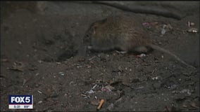 Rats on the rise as NYC expands outdoor dining