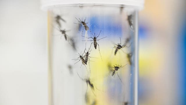 First COVID-19, now mosquitoes: Bracing for bug-borne ills