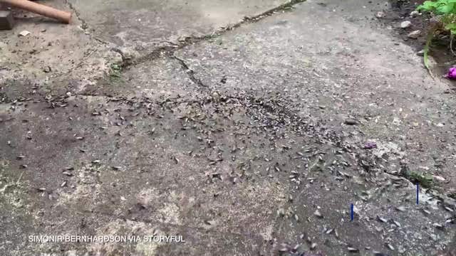 Swarms of flying ants descend on parts of England