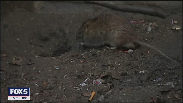 Rats on the rise as NYC expands outdoor dining