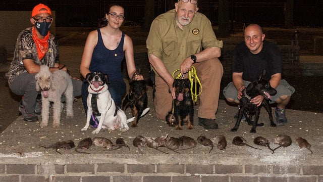 Meet the rat hunters: Dogs join the fight against NYC’s rodent problem