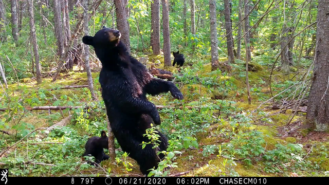 Trail camera captures high-definition footage of black bear and cubs 'scent marking' in Maine woods