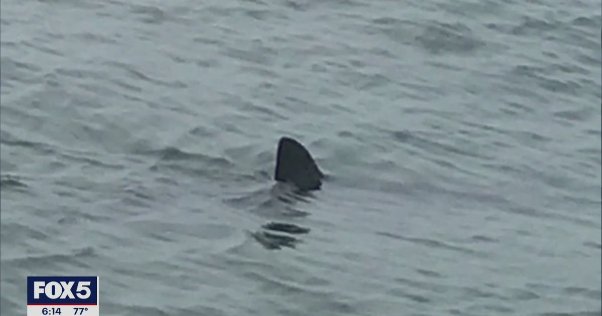'Shark Patrol' teams monitoring waters off Long Island | FOX 5 New York