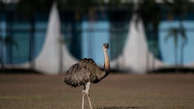 Wild emu caught wandering streets of Paterson
