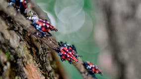 Spotted lanternfly warning in NJ and Staten Island