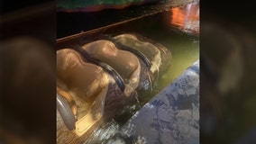 Splash Mountain ride vehicle submerges with guests onboard