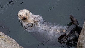 New York Aquarium to reopen on Aug. 27