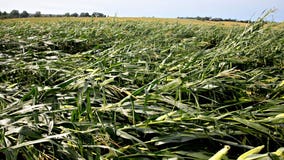 Storm damaged up to 10 million acres of Iowa farmland