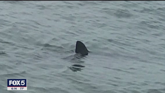 'Shark Patrol' teams monitoring waters off Long Island