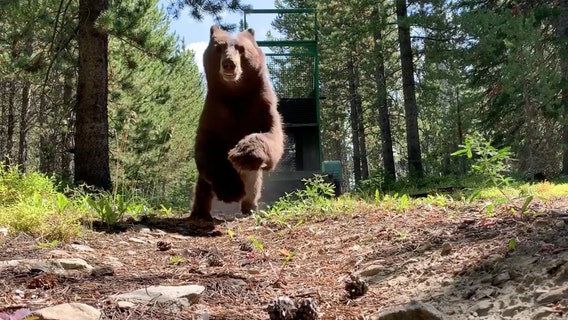 Black bear makes a dash for freedom after being released