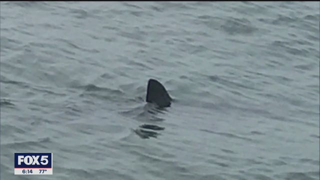 'Shark Patrol' teams monitoring waters off Long Island