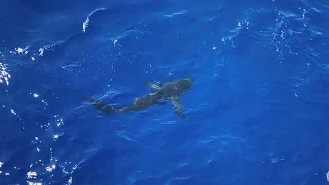 Shark spotted as Coast Guard crew takes swim break