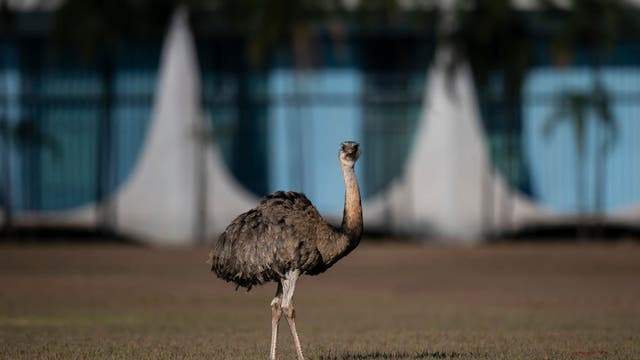Wild emu caught wandering streets of Paterson