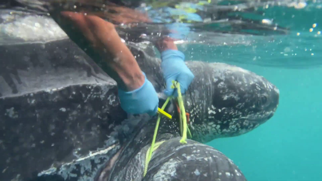 Coast Guard frees turtle from fishing line off NJ coast