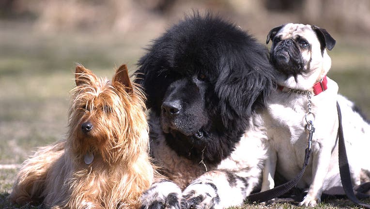 FILE - Doggie boot camp is held in the park at Kew Gardens on the beach. L to R: Australian terrier, Newfoundland, pug.