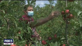 Apple orchards opening despite pandemic for fall picking season