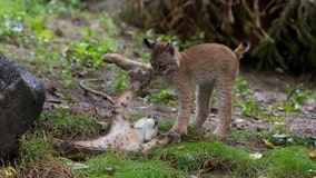 Canada lynx cubs debut at Queens Zoo