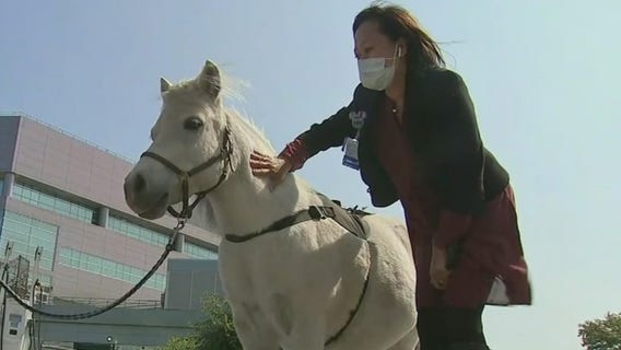 Miniature horses provide a break from stress for hospital workers