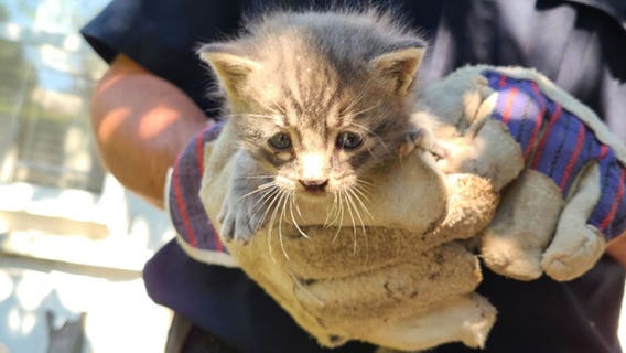 Kitten stuck in basement window well rescued by Nassau County Police